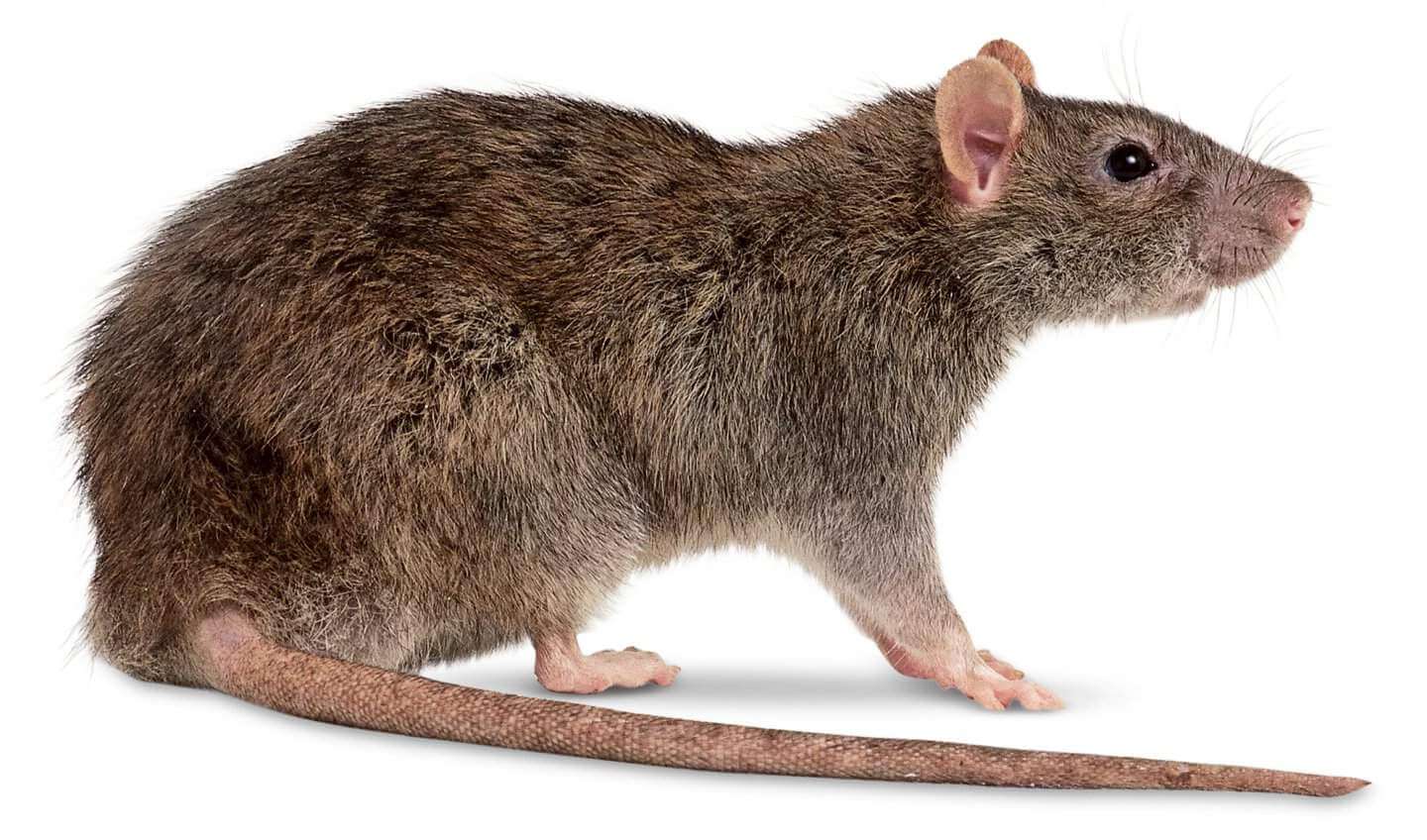 Серая крыса